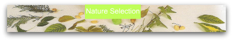 Nature selection for bugs, bug craft, bugs crafts, make bugs, easy crafts, easy crafts for kids, nature crafts, crafts from nature Nature selection for bugs, bug craft, bugs crafts, make bugs, easy crafts, easy crafts for kids, nature crafts, crafts from nature