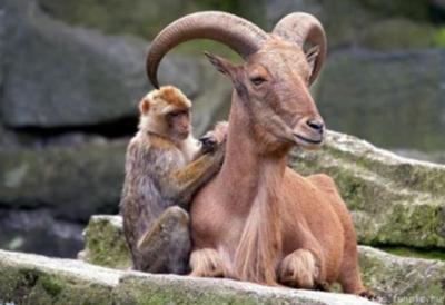 Monkey Nurtures Mountain Goat