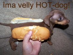 Funny Animal Pictures | Photos | Jokes Funny Animal Pictures | Photos | Jokes