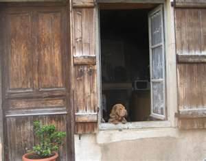 Doggy in the window
