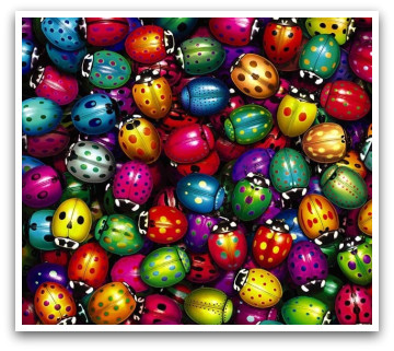 Multi coloured ladybugs, ladybug colors, ladybug, ladybugs, cute ladybugs, color, colours