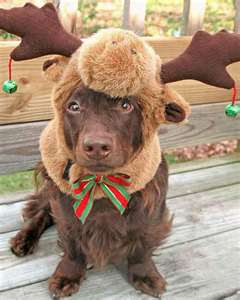 My Deer Dog