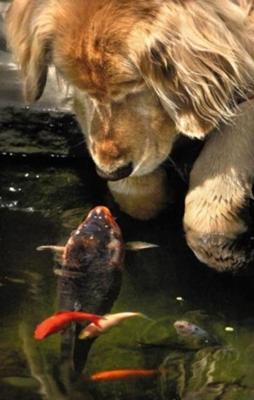 What is Your NAME fish?