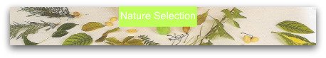 Nature selection to create bugs